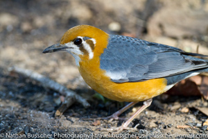 orange headed ground thrush