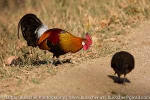 red jungle fowl
