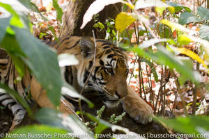 Tigers of India