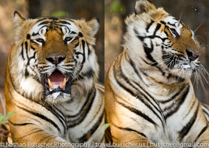 Tigers of India
