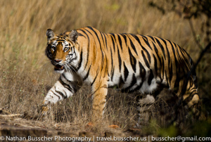 Tigers of India