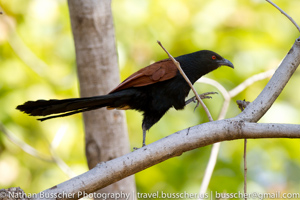 crow pheasant