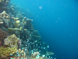 Maldives - Angsana Underwater