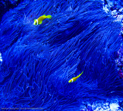 Maldives - Four Seasons Underwater