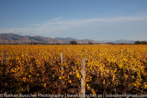 _The Best of New Zealand