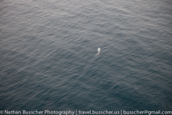 Dolphin Swim and Whale Watching