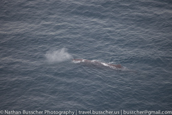 Dolphin Swim and Whale Watching