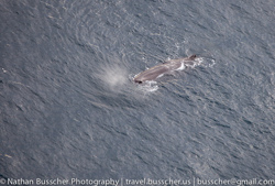 Dolphin Swim and Whale Watching