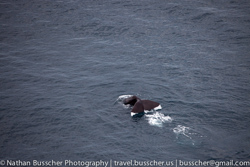 Dolphin Swim and Whale Watching