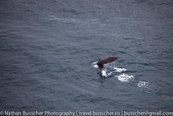 Dolphin Swim and Whale Watching