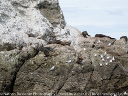 Dolphin Swim and Whale Watching