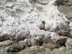 Dolphin Swim and Whale Watching