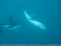 Dolphin Swim and Whale Watching