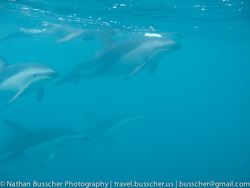 Dolphin Swim and Whale Watching