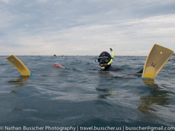 Dolphin Swim and Whale Watching