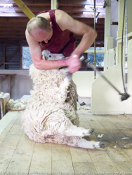 Sheep, Sheep and more Sheep
