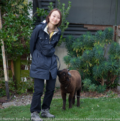 Sheep, Sheep and more Sheep