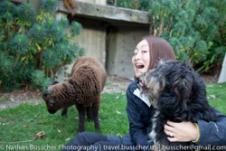 Sheep, Sheep and more Sheep