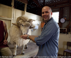 Sheep, Sheep and more Sheep
