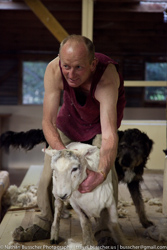 Sheep, Sheep and more Sheep
