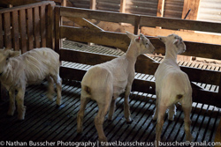 Sheep, Sheep and more Sheep