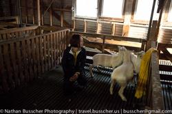 Sheep, Sheep and more Sheep