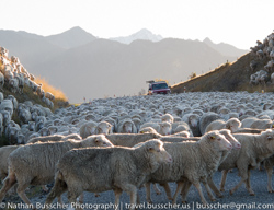 Sheep, Sheep and more Sheep