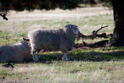 Wanaka and Queenstown - in and around