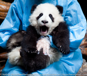 Panda Base. Chengdu, China
