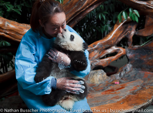 Panda Base. Chengdu, China