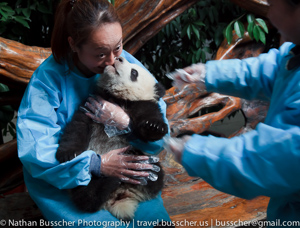 Panda Base. Chengdu, China