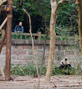 Panda Base in Chengdu, China.