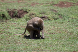 Tanzania - Lake Myanara