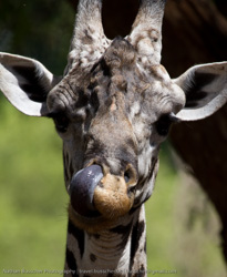 Tanzania Holiday - 2009