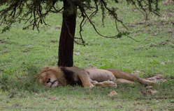 Tanzania - Serengeti