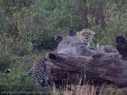 Tanzania - Serengeti