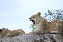 Tanzania - Serengeti cont.