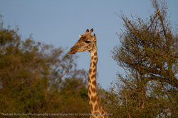 Tanzania - Serengeti cont.