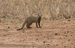 Tanzania - Tarangire National Park