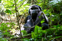 Gorilla Trekking - Day 1