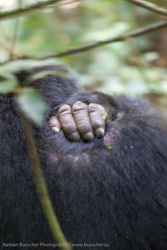 Gorilla Trekking - Day 1