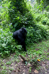 Gorilla Trekking - Day 2