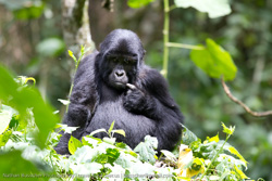 Uganda Holiday - 2009